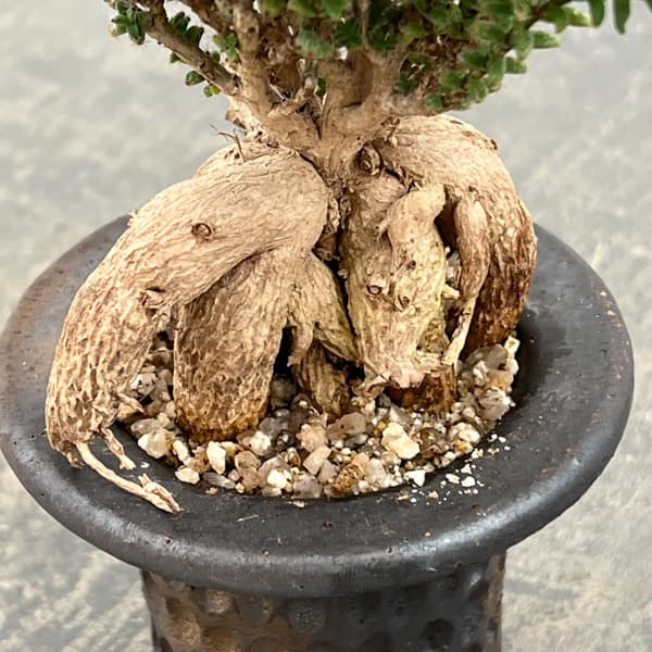 盆栽（観葉植物） | 花、ガーデニング のおすすめ人気商品一覧 通販