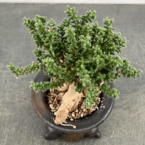 盆栽（観葉植物） | 花、ガーデニング のおすすめ人気商品一覧 通販