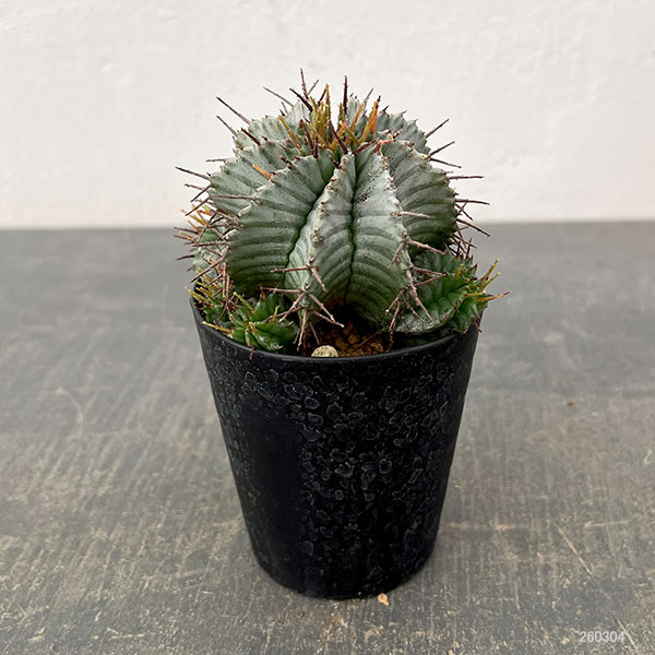 ユーフォルビア ホリダ+鉢（渋谷英一/Opus014 Large） 観葉植物 ユーフォルビア ホリダ 3号鉢植え26-04 : 園芸ネット - 通販
