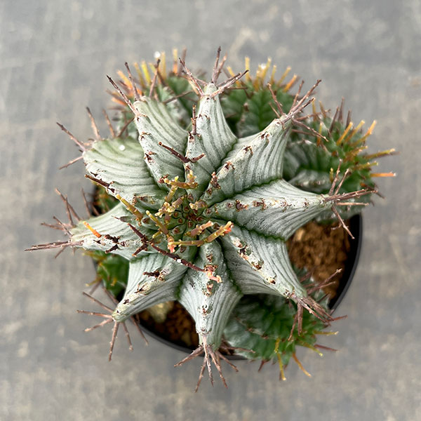 観葉植物 ユーフォルビア ホリダ 3号鉢植え26-04 : 園芸ネット - 通販