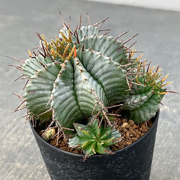 観葉植物 ユーフォルビア ホリダ 3号鉢植え2...の詳細画像3