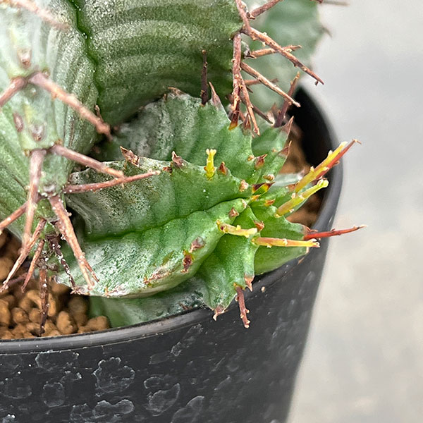 観葉植物 ユーフォルビア ホリダ 3号鉢植え2...の詳細画像5