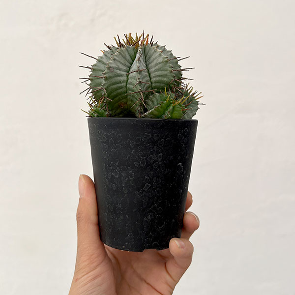 観葉植物 ユーフォルビア ホリダ 3号鉢植え26-04 : 園芸ネット - 通販