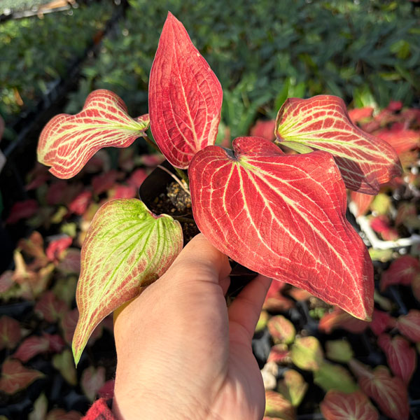 カラジウム カラジューム（観葉植物） | 花、ガーデニング のおすすめ