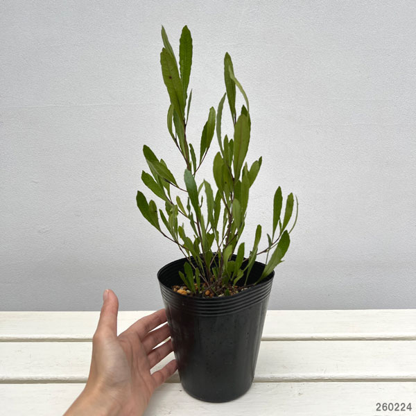 ドドナエア 花の商品一覧 通販 - Yahoo!ショッピング