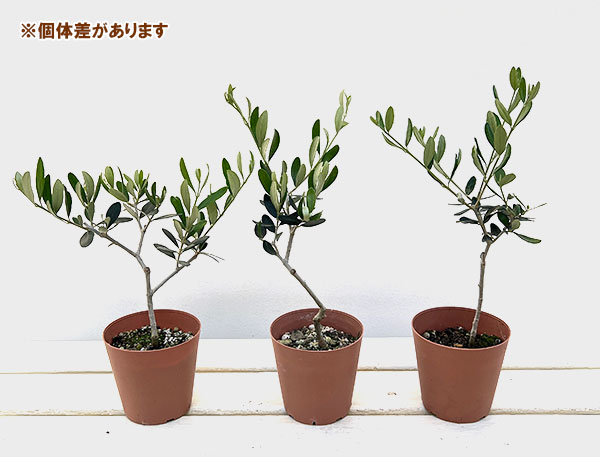オリーブ ルッカのおすすめ人気商品一覧 通販 - Yahoo!ショッピング