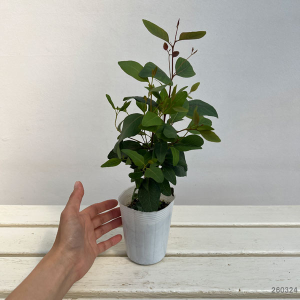 ユーカリ ポポラス（苗木、植木） | 花、ガーデニング のおすすめ人気