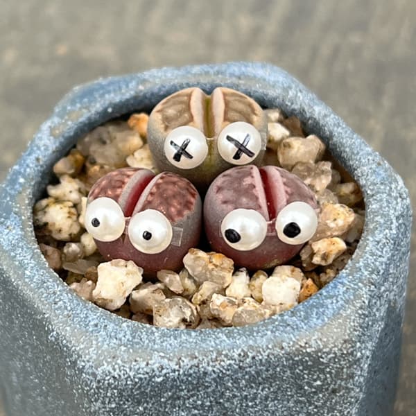 多肉植物リトープス/コノフィツム　土付き　綾耀玉入り　カラフルセット　S4 多肉植物リトープス/コノフィツム 土付き 綾耀玉入り カラフルセット