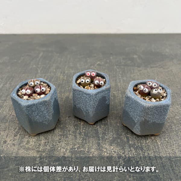 現物出品☆リトープス30ポットセット リトープスのおすすめ人気商品一覧 通販 - Yahoo!ショッピング