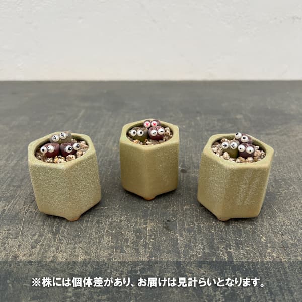 観葉植物 アーリーサマーセール リトープス リ...の詳細画像5