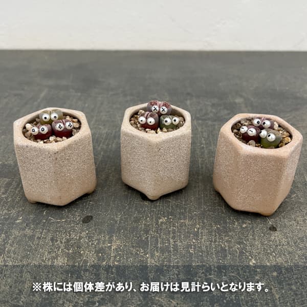 リトープスのおすすめ人気商品一覧 通販 - Yahoo!ショッピング