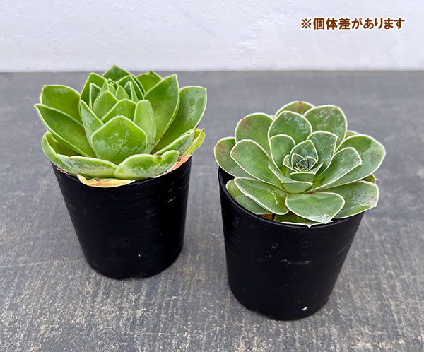 アエオニウム　抹茶綴化　超特大　抜き苗　コレクション商品 アエオニウム 綴化のおすすめ人気商品一覧 通販 - Yahoo!ショッピング