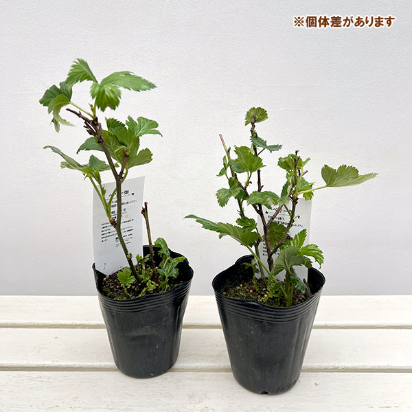 果樹の苗 カジイチゴ みずほのさち4号ポットの詳細画像2