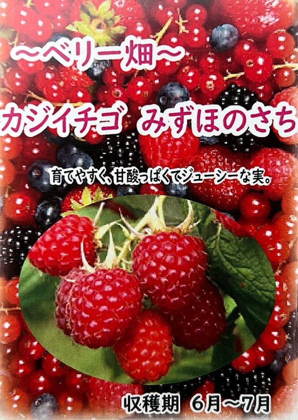 果樹の苗 カジイチゴ みずほのさち4号ポットの詳細画像3