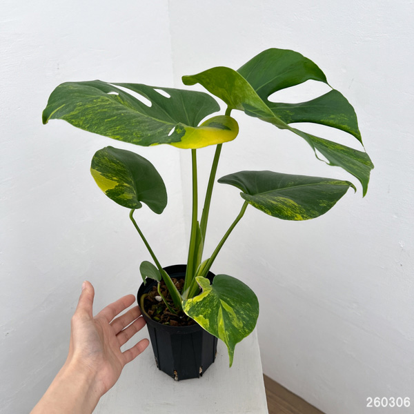 観葉植物 モンステラ デリシオーサ イエローマ...の詳細画像1