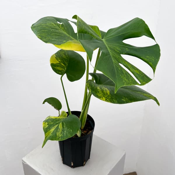 観葉植物 モンステラ デリシオーサ イエローマ...の詳細画像2