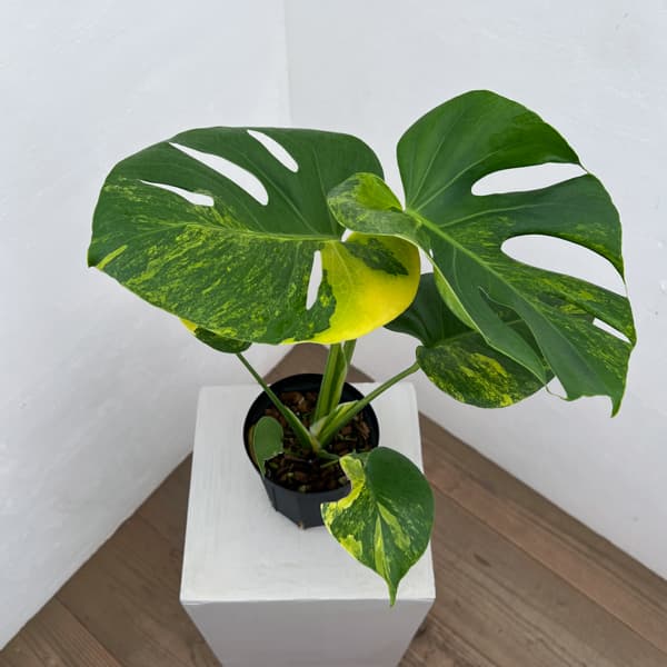 観葉植物 モンステラ デリシオーサ イエローマ...の詳細画像4