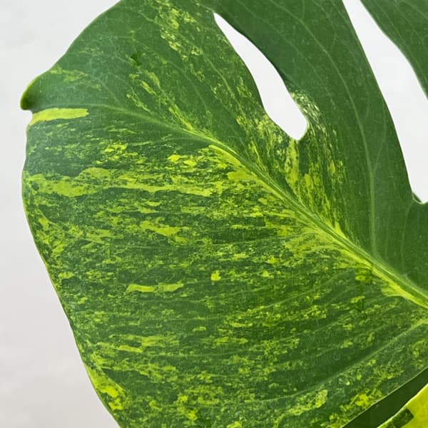 観葉植物 モンステラ デリシオーサ イエローマ...の詳細画像5