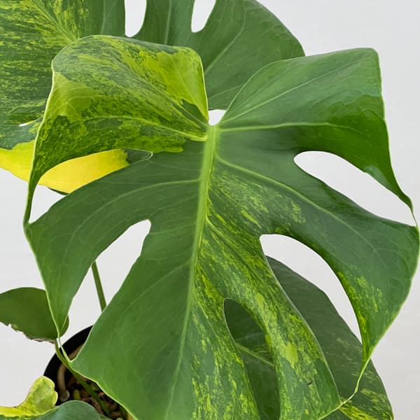 観葉植物 モンステラ デリシオーサ イエローマ...の詳細画像3