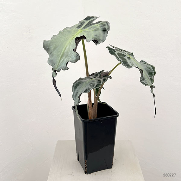 観葉植物 アロカシア ヴェノム 4号鉢植え26-07の詳細画像4