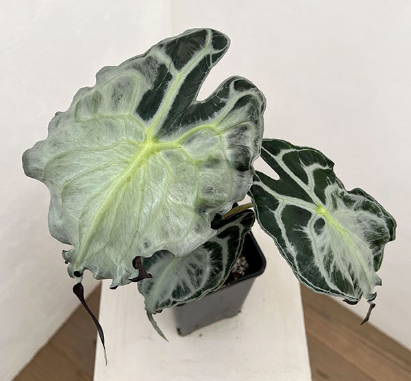 観葉植物 アロカシア ヴェノム 4号鉢植え26-07の詳細画像3