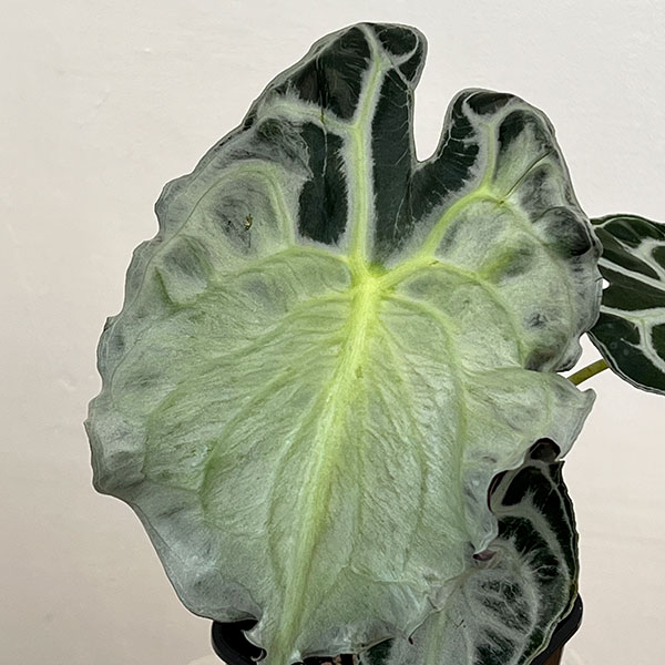 観葉植物 アロカシア ヴェノム 4号鉢植え26-07の詳細画像5