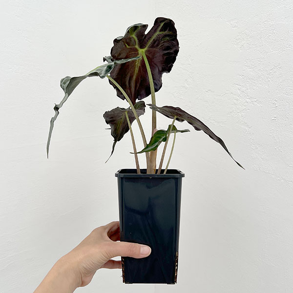 観葉植物 アロカシア ヴェノム 4号鉢植え26-07の詳細画像1