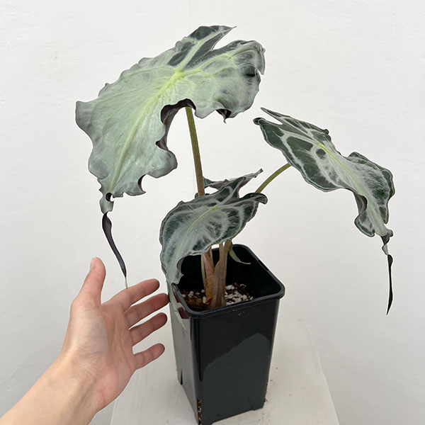 観葉植物 アロカシア ヴェノム 4号鉢植え26-07の詳細画像2