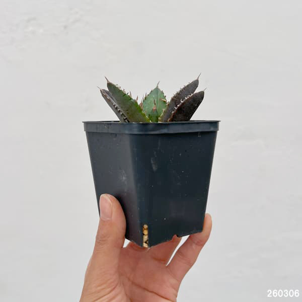 観葉植物 アガベ チタノタ 緋紅牡丹 3号鉢植え* : 園芸ネット - 通販