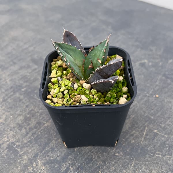 観葉植物 アガベ チタノタ 緋紅牡丹 3号鉢植え* : 園芸ネット - 通販