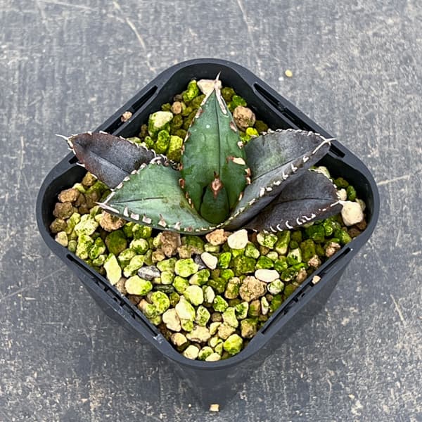 観葉植物 アガベ チタノタ 緋紅牡丹 3号鉢植え* : 園芸ネット - 通販