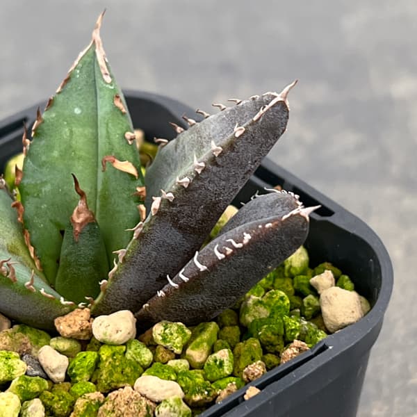 観葉植物 アガベ チタノタ 緋紅牡丹 3号鉢植え* : 園芸ネット - 通販 