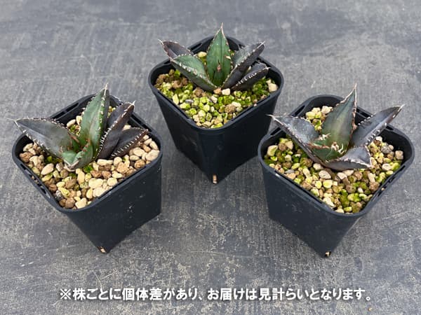 観葉植物 アガベ チタノタ 緋紅牡丹 3号鉢植え* : 園芸ネット - 通販