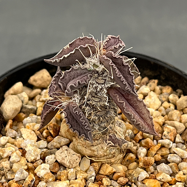 ユーフォルビア（サボテン、多肉植物） | 花、ガーデニング のおすすめ