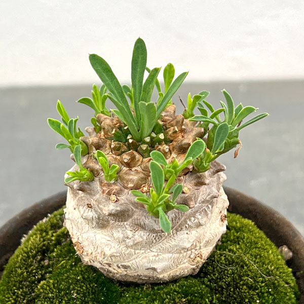 観葉植物 ユーフォルビア ガビザン 3号盆栽風仕立て : 園芸ネット