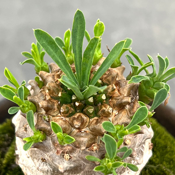 観葉植物 （わけあり特価）ユーフォルビア ガビザン 3号盆栽風仕立て