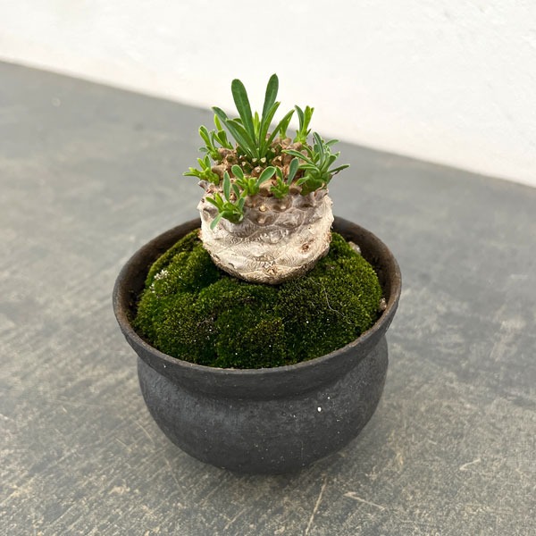 観葉植物 （わけあり特価）ユーフォルビア ガビザン 3号盆栽風仕立て