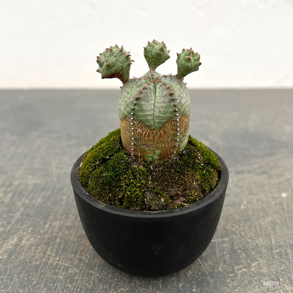 ユーフォルビア（サボテン、多肉植物） | 花、ガーデニング のおすすめ