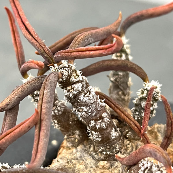 観葉植物 ユーフォルビア キリンドリフォリア ...の詳細画像3