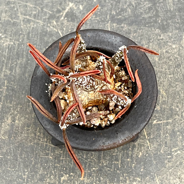 観葉植物 ユーフォルビア キリンドリフォリア ...の詳細画像4