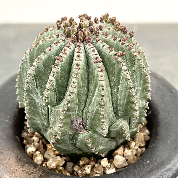 ユーフォルビア ホリダのおすすめ人気商品一覧 通販 - Yahoo!ショッピング