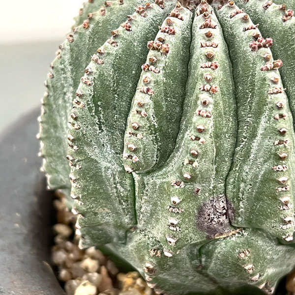 ユーフォルビア 峨眉山（サボテン、多肉植物） | 花、ガーデニング の