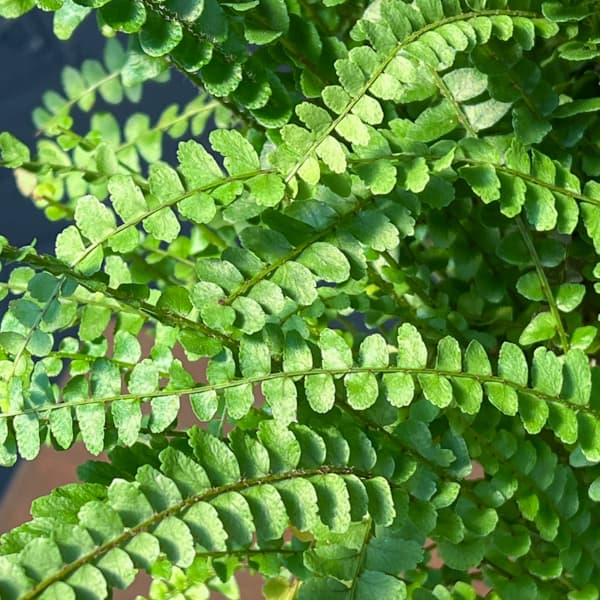 観葉植物 ネフロレピス ダッフィー 5号吊り鉢植えの詳細画像3