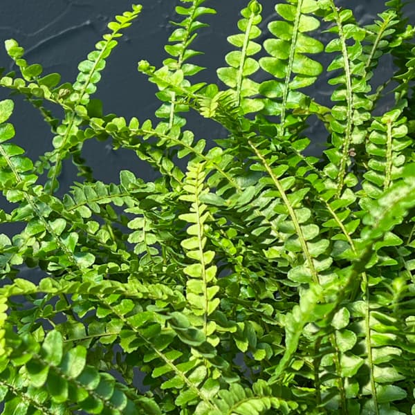 観葉植物 ネフロレピス ダッフィー 5号吊り鉢植えの詳細画像4