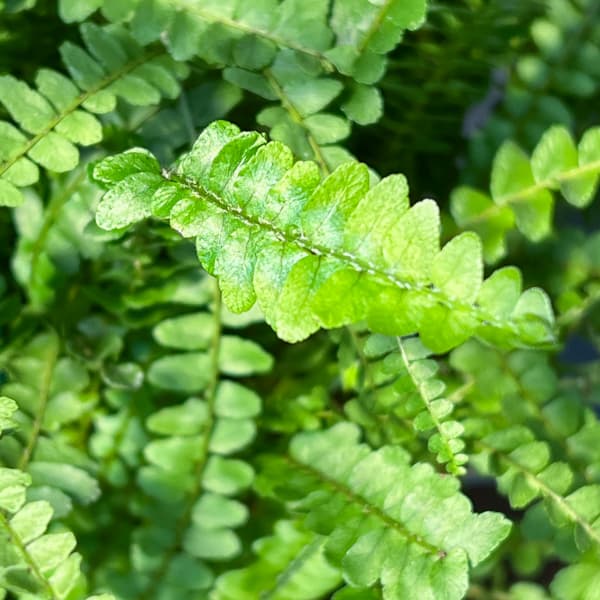 観葉植物 ネフロレピス ダッフィー 5号吊り鉢植えの詳細画像5