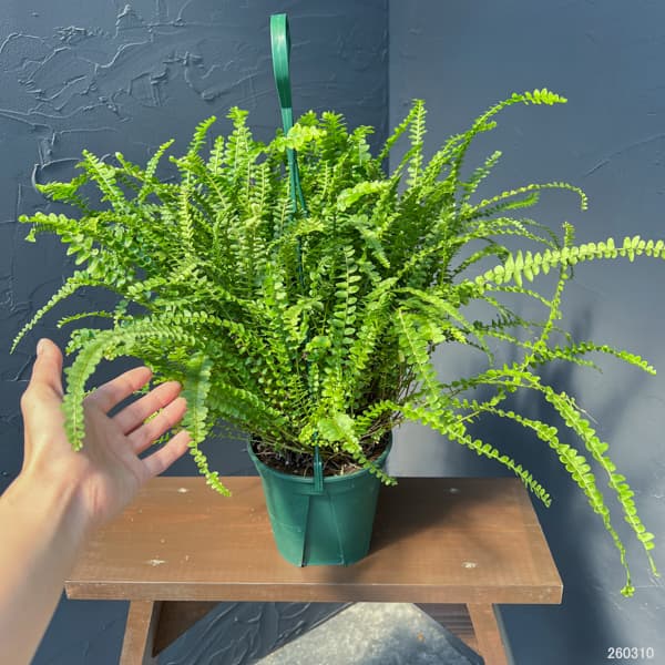 観葉植物 ネフロレピス ダッフィー 5号吊り鉢植えの詳細画像1