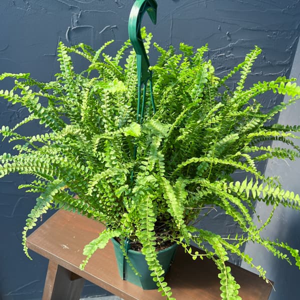 観葉植物 ネフロレピス ダッフィー 5号吊り鉢植えの詳細画像2