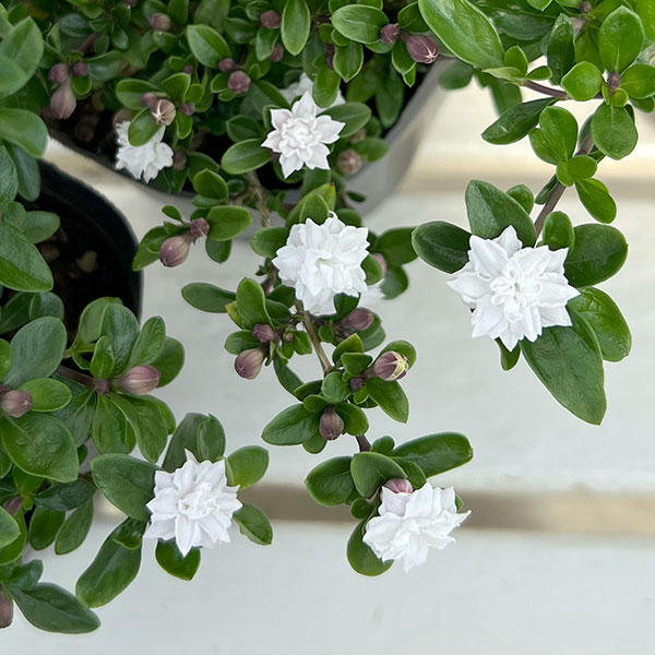ギョリュウバイ 白（苗木、植木） | 花、ガーデニング のおすすめ人気