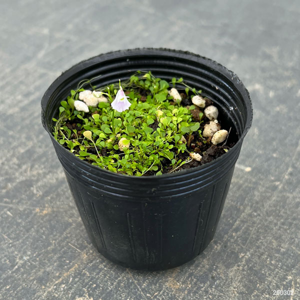 観葉植物 ウサギゴケ(兎苔)2号ポットの詳細画像1