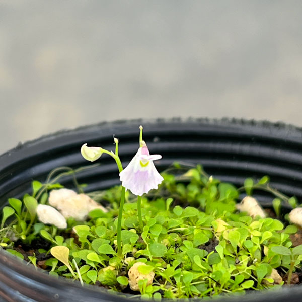 観葉植物 ウサギゴケ(兎苔)2号ポットの詳細画像2